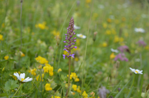 Mücken-Händelwurz (Gymnadenia conopsea)