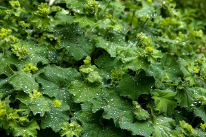 Frauenmantel (Alchemilla spp.)