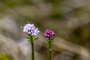 Sumpf-Baldrian (Valeriana dioica)