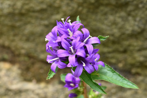 Knäul-Glockenblume (Campanula glomerata)