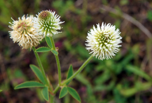 Bergklee (Trifolium montanum)
