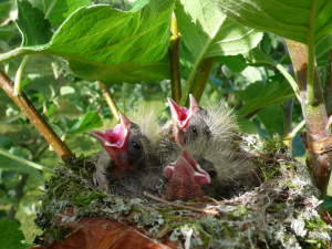ZGT34: Brutpaare einer Vogelart ziehen erfolgreich Junge auf