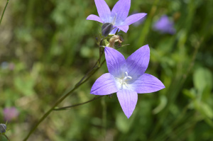 Wiesen-Glockenblume (Campanula patula)