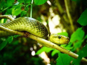Äskulapnatter (Zamenis longissimus)