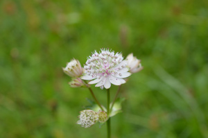 Groß-Sterndolde (Astrantia major)