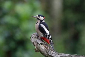 Buntspecht (Dendrocopos major)
