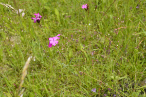 Karthäuser-Nelke (Dianthus carthusianorum)