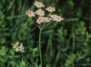 Groß-Bibernelle (Pimpinella major)
