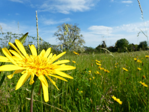 Wiesen-Bocksbart (Tragopogon pratensis)
