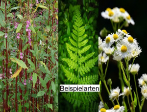 ZNP04: Problempflanzen/Neophyten kommen nicht zur Blüte