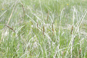 Wiesen-Ruchgras (Anthoxanthum odoratum)