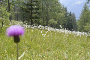 Wollgräser (Eriophorum sp.)