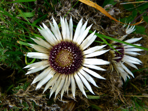 Silberdistel (Carlina acaulis)