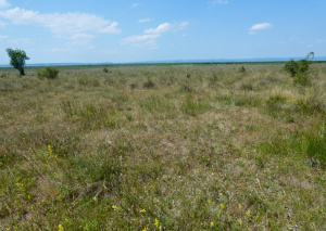 ZGF06: Die Vegetation ist lückig.