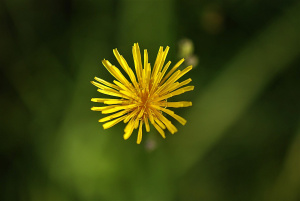 Herbst-Löwenzahn (Scorzoneroides autumnalis)