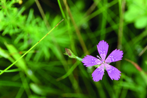 Heide-Nelke (Dianthus deltoides)
