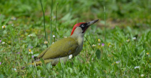 Grünspecht (Picus viridis)