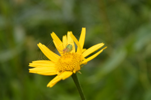 Rindsauge (Buphthalmum salicifolium)