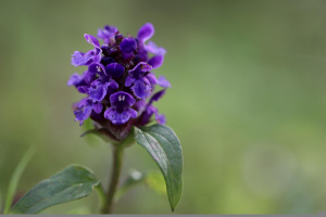 Kleine Braunelle (Prunella vulgaris)