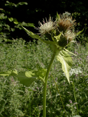 Kohl-Kratzdistel (Cirsium oleraceum)