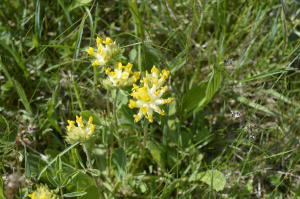 Echt-Wundklee (Anthyllis vulneraria)