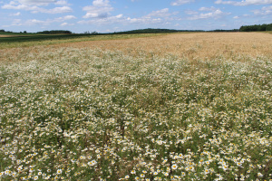 Ackerbeikraeuter
