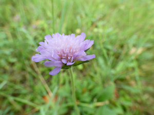 Wiesen-Witwenblume (Knautia arvensis)
