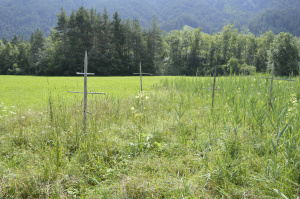 ZGT17: Sitzwarten im Altgras im Abstand von max. 50m (Braunkehlchen)