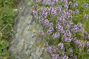 Arznei-Quendel (Thymus pulegioides)