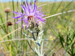 Skabiosen-Flockenblume (Centaurea scabiosa)