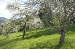 EBGT22: Streuobst mit unterschiedlicher Altersstruktur