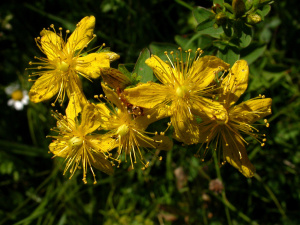 Flecken-Johanniskraut (Hypericum maculatum)