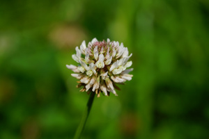 Kriech-Klee (Trifolium repens)