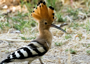 Wiedehopf (Upupa epops)