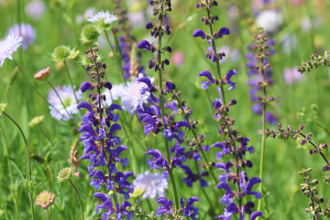 Wiesen-Salbei (Salvia pratensis)