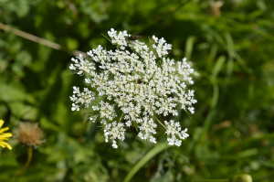 Wilde Möhre (Daucus carota)