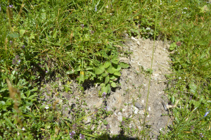 EBGT05: Es gibt vegetationsfreie Bereiche