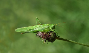 Großes Heupferd  (Tettigonia viridissima)