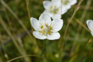 Sumpf-Herzblatt (Parnassia palustris)