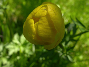 Europa-Trollblume (Trollius europaeus)