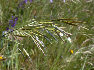 Aufrecht Trespe (Bromus erectus)
