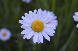 Wiesen-Magerite (Leucanthemum vulgare agg.)