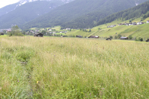 ZGT14:  1. Bewuchs bis zum Datum vorhanden (Braunkehlchen)