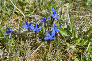 Enzian (Gentiana spp.)