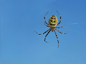 Wespenspinne/Zebraspinne (Argiope bruennichi)