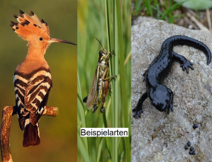 ZGT43: Bestimmte Tierarten kommen vor