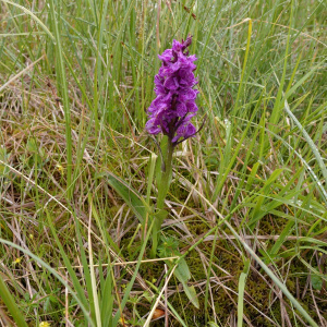 Breitblatt-Fingerwurz (Dactylorhiza majalis)