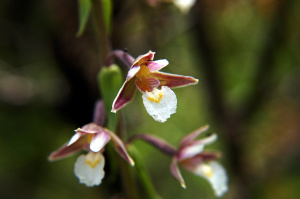 Sumpf-Stängelwurz (Epipactis palustris)