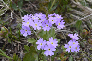 Mehl-Primel (Primula farinosa)