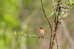 ZGT32: Es gibt ausreichend Nahrungsflächen rund ums Nest (Braunkehlchen)